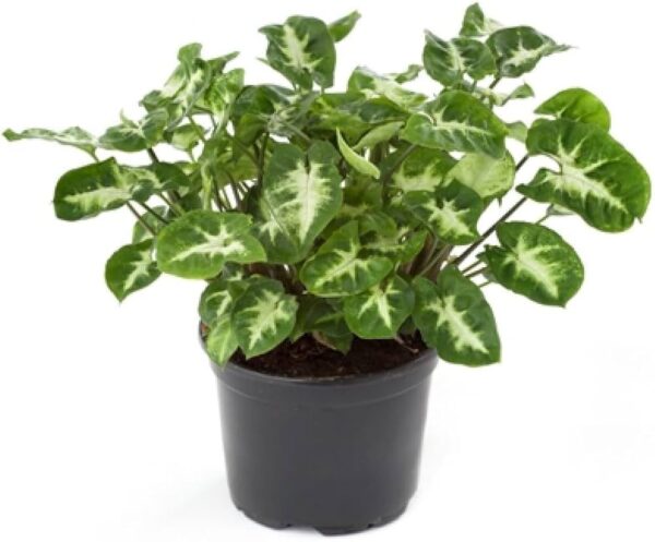 Mini Syngonium Plant - with pot