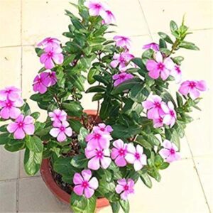 Sadabahar (Vinca) Light Pink Flowering Plant – Live Outdoor Plant with Pot
