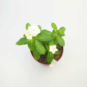 Sadabahar (Vinca) White Flowering Plant – Live Outdoor Plant with Pot