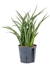 Sansevieria Cylindrica, Snake Plant with Pot