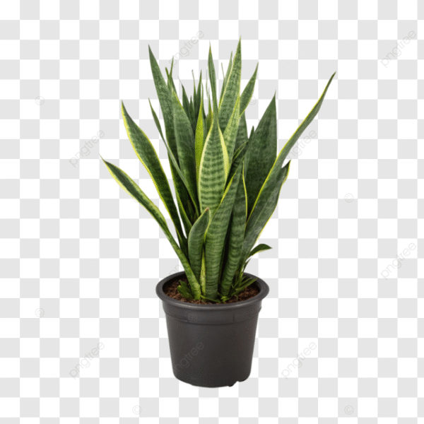 Sansevieria Trifasciata, Snake Plant – with Pot - Image 2