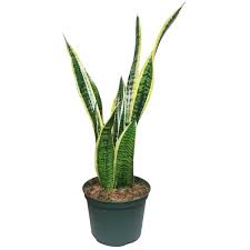 Sansevieria Trifasciata, Snake Plant – with Pot
