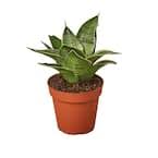 Sansevieria trifasciata, Snake Plant, Sansevieria zeylanica Plant – With Pot