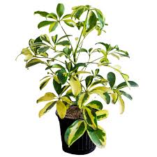Saplera Natural Plant – with Pot