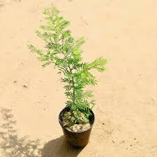 Shami Plant (Prosopis cineraria) – Live Sacred Tree with Pot