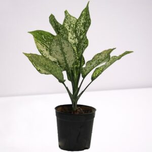Silver Aglaonema Plant – with Plastic Pot