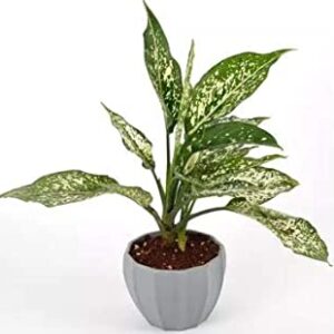 Silver Aglaonema Plant – with Pot