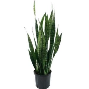 Snake Plant – With Pot