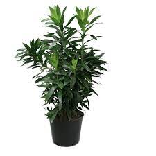 Song Of India (Dracaena Reflexa) Green – With Pot