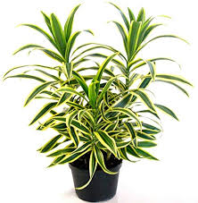 Song Of India (Dracaena Reflexa) Yellow – With Pot