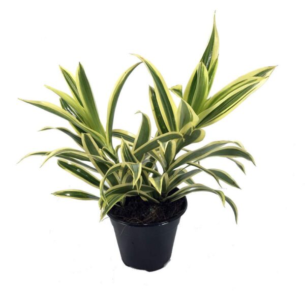 Song Of India (Dracaena Reflexa) Yellow – With Pot - Image 2