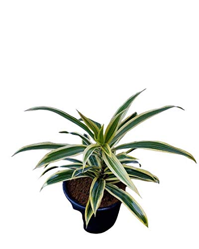 Song Of India (Dracaena Reflexa) with Pot - Image 2