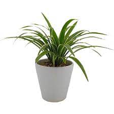 Spider Plant(Chlorophytum ) – With Ceramic Pot