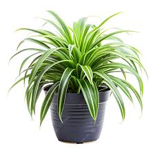 Spider Plant(Chlorophytum ) – With Plastic Pot