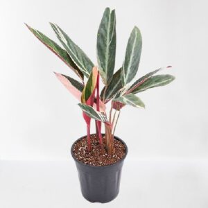 Stromanthe Triostar, Calathea Triostar Plant – With Pot