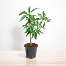 Swarna Champa, Michelia Champa, Magnolia Champa Plant – with Pot