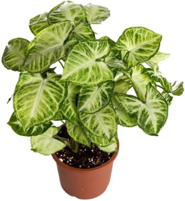Mini Syngonium Plant - with pot - Image 2