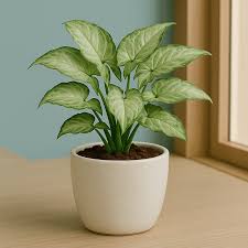 Syngonium Green Plant – with Ceramic Pot