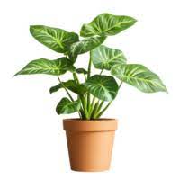 Syngonium Variegated Plant – with Pot