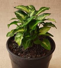 Syngonium podophyllum Mini Pixie Plant – With  Plastic Pot