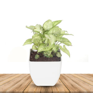 Syngonium podophyllum Silver Pearl Plant – With Plastic Pot