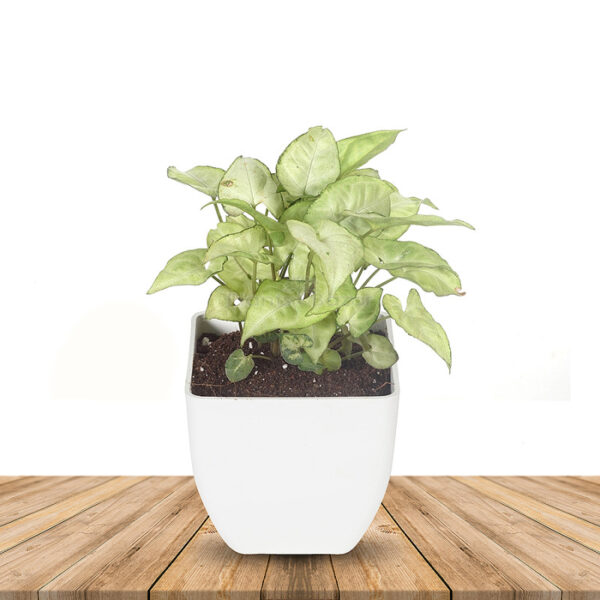 Syngonium podophyllum Silver Pearl Plant – With Plastic Pot