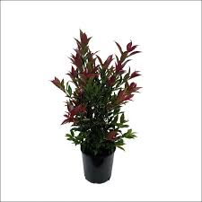 Syzygium Campanulatum, Christina tree Plant – With Pot
