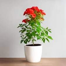 Tecoma Shrub Orange Flower Plant – with Pot