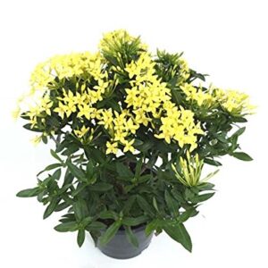 Tecoma gaudichaudi” Yellow BELLS” Flowering Shrubs Plant – with Pot
