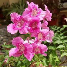 Tecoma Gaudichaudi (Pink Bells) Flowering Shrub Plant – With Pot