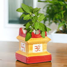 Tulsi Plant(Holy Basil) – With (17cm) Tulsi Ceramic Pot