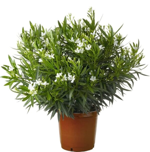 White Kaner (Nerium Oleander) Flowering Plant – Live Outdoor Plant with Pot - Image 2