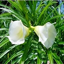 White Kaner (Nerium Oleander) Flowering Plant – Live Outdoor Plant with Pot