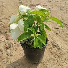 White Mussaenda Dwarf Flower Plant with Pot