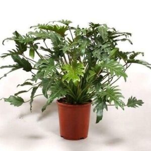 Xanadu Air Purifying Philodendron Golden Green Color Plant – with Pot