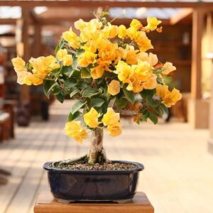Yellow Bougainvillea Plant – Beautiful Live Flowering Plant with Pot (Small Size)