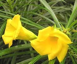 Yellow Kaner (Nerium Oleander) Flowering Plant – With Pot