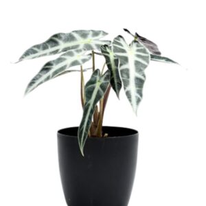 Alocasia Hybrid Plant – With Pot