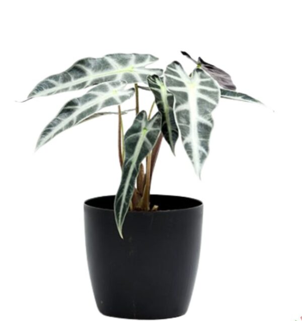 Alocasia Hybrid Plant – With Pot