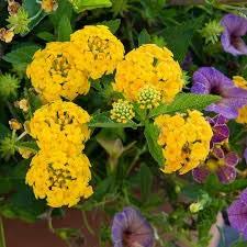 Yellow Lantana Flower Plant/Butterfly Flower Plant with Pot