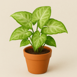 Mini Syngonium Plant - with pot