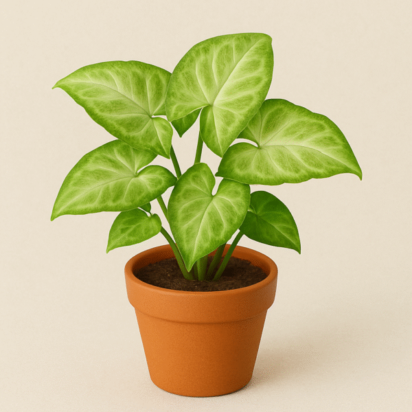 Mini Syngonium Plant - with pot