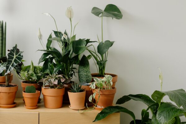 Alocasia Plant - with pot - Image 4