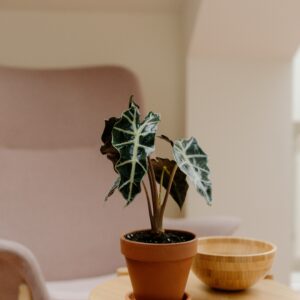 Alocasia Plant - with pot
