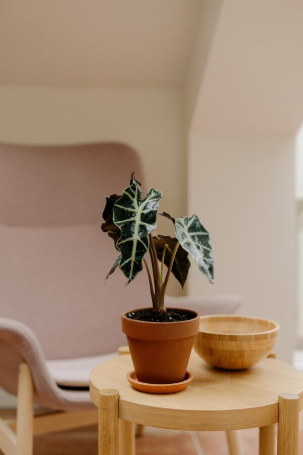 Alocasia Plant - with pot