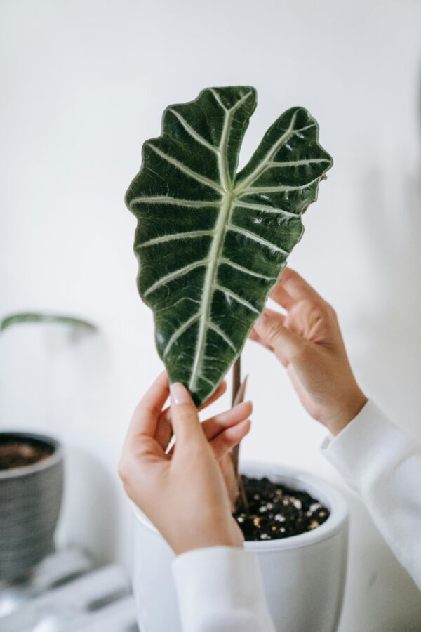 Alocasia Plant - with pot - Image 5