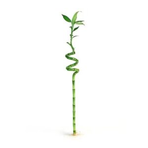 Spiral Stick Lucky Bamboo 60 cm – Indoor Charm