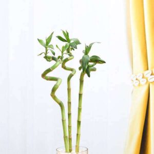 Spiral Stick Lucky Bamboo Plant 60 cm – (Pack of 3)