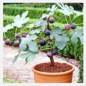 Anjeer (Fig) Fruit Plant with Pot