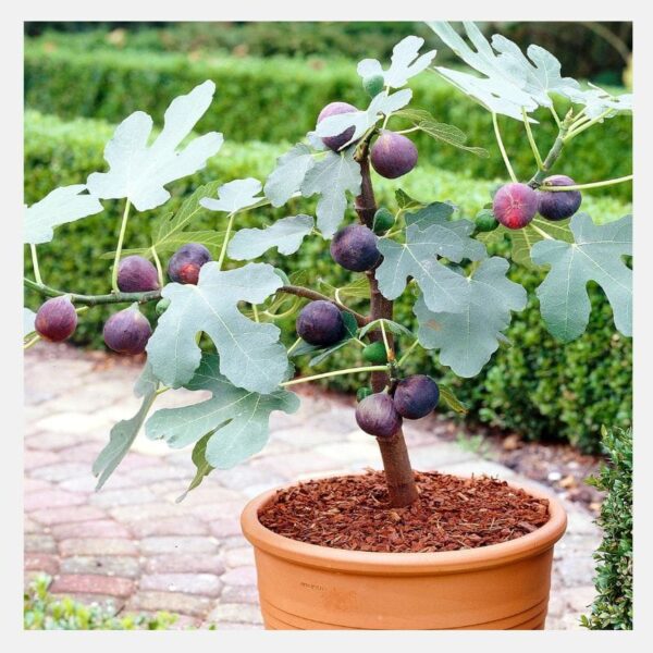 Anjeer (Fig) Fruit Plant with Pot
